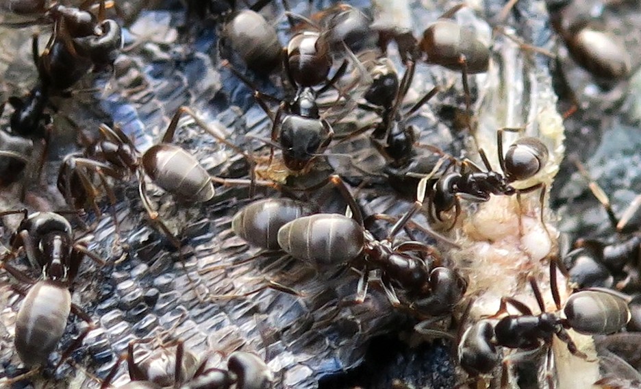 che specie di formica �?